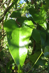 Aristolochia triangularis