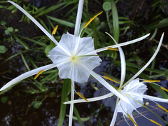 Hymenocallis crassifolia
