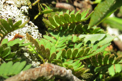 Pleopeltis minima