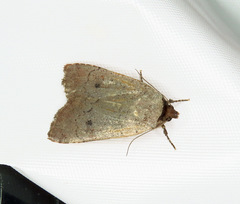 Protolampra rufipectus
