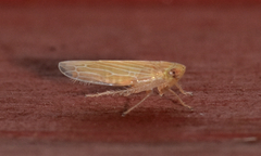 Graminella plana