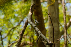 Polioptila albiloris