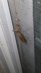 Bistanta mexicana