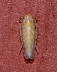 Graminella plana