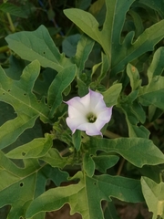 Datura quercifolia