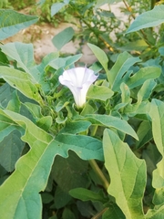 Datura quercifolia
