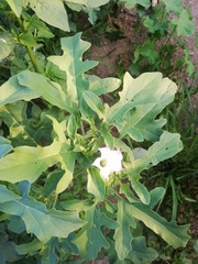 Datura quercifolia