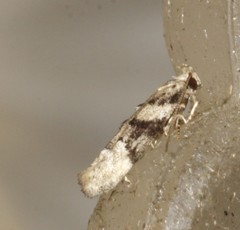 Coleotechnites atrupictella
