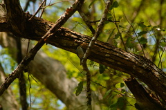 Polioptila albiloris