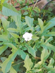 Datura quercifolia