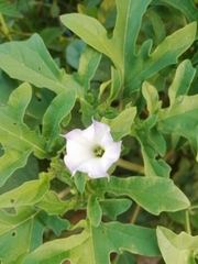 Datura quercifolia