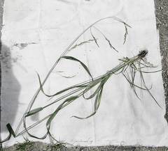 Festuca extremiorientalis