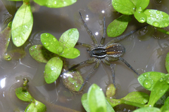Diapontia uruguayensis