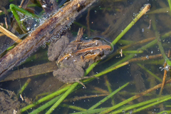 Pseudopaludicola falcipes