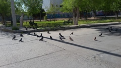 Columba livia domestica