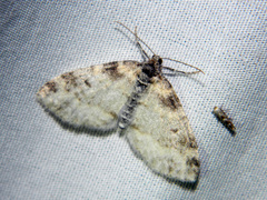 Lobophora nivigerata