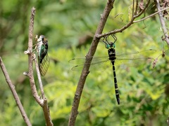 Macromia pacifica × taeniolata