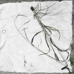 Festuca extremiorientalis