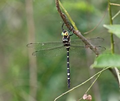 Macromia pacifica × taeniolata