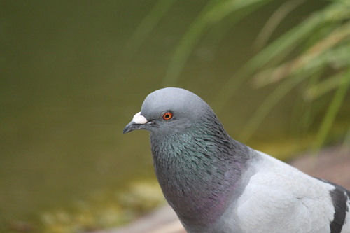Feral Pigeon photographed in Alabama