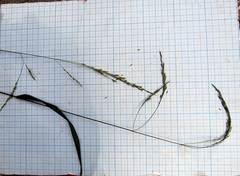 Festuca extremiorientalis