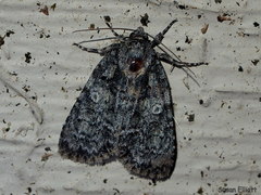 Acronicta increta