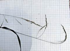 Festuca extremiorientalis