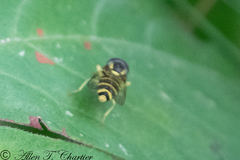 Xanthogramma flavipes