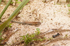 Aspidoscelis guttatus