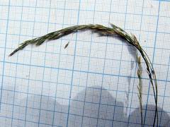 Festuca extremiorientalis