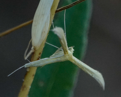 Pterophorini