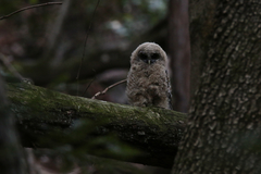 Strix occidentalis caurina