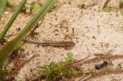 Aspidoscelis guttatus