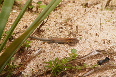 Aspidoscelis guttatus