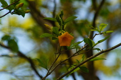 Tabernaemontana glabra