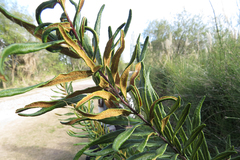 Pityrogramma trifoliata