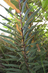 Pityrogramma trifoliata