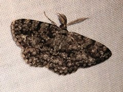 Hypomecis umbrosaria