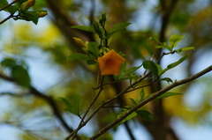 Tabernaemontana glabra