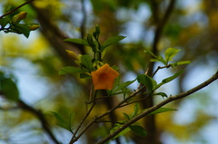 Tabernaemontana glabra