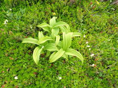 Veratrum viride eschscholtzianum