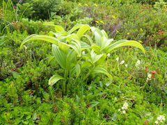 Veratrum viride eschscholtzianum