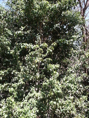 Barklya syringifolia