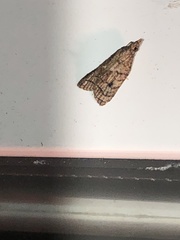Lepidoptera