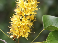 Barklya syringifolia