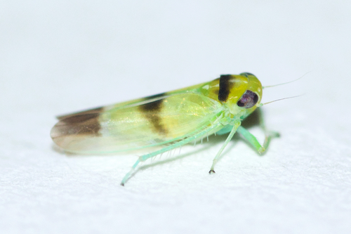 Kybos trifasciatus