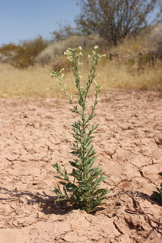 desert tobacco
