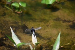 Erythrodiplax unimaculata