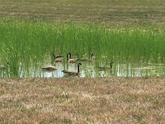 Branta canadensis