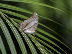 Vindula dejone erotella